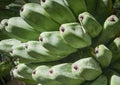 Green banana on Tree,texture and background Royalty Free Stock Photo