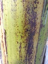 Green banana tree trunk texture pattern in tropical rainforest for background Royalty Free Stock Photo