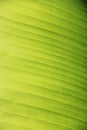 Green bananaleaf texture