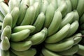 Green Bananas Plantain Fruit on a Tree