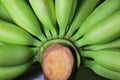 Green Bananas Royalty Free Stock Photo