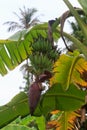 Green bananas on a banana tree Royalty Free Stock Photo