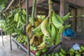 Green Bananas - Colombia