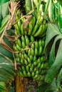 Green bananas in the garden on the banana tree agriculture plantation in Egypt Royalty Free Stock Photo