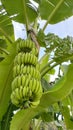Green bananas in the garden on the banana tree