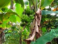 Green bananas in the garden nature very fres