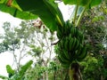 Green bananas growing on trees. Green tropical banana fruits close-up on banana plantation. Royalty Free Stock Photo