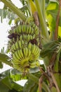 Green Bananas Hanging on Banana Tree