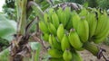 Green bananas with a high fiber diet