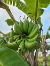 green bananas still on the treea banana tree that is bearing fruit in the yard Royalty Free Stock Photo