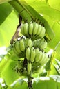 Green Bananas on the Tree Royalty Free Stock Photo