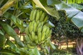 Green bananas on the tree in the garden. Royalty Free Stock Photo