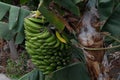 Green Bananas on Tree