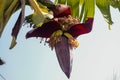 Green bananas tree summer fruit with a bunch on the banana flower in a tropical garden in Bangladesh Royalty Free Stock Photo