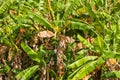 Green bananas on the tree, Vinales, Pinar del Rio, Cuba. Close-up. Royalty Free Stock Photo