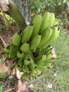 Green Bananas in the tree of the yards Royalty Free Stock Photo