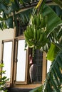 Green bananas on trees Royalty Free Stock Photo