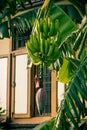 Green bananas on trees Royalty Free Stock Photo