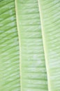Green banans leaves Royalty Free Stock Photo