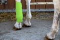 Green bandage placed on the anterior of a white horse`s leg