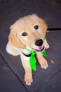 Green Bandanna Puppy