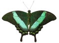 The green-banded peacock butterfly isolated on white background Royalty Free Stock Photo