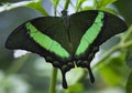 Green Banded Peacock Butterfly Papilio Palinuris