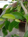 Green banyan leaves in the garden