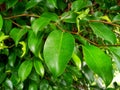 Green banyan leaves