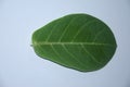 GREEN BANYAN TREE LEAF Royalty Free Stock Photo