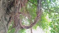 green banyan tree roots hanging down