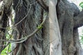 Green banyan tree seed