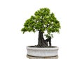 Green banyan tree with a white background
