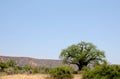 A green baobab and Chilojo cliffs