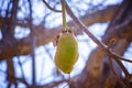 Green baobab fruit hanging on a tree in Senegal, Africa Royalty Free Stock Photo