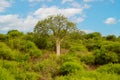 Green baobab in savanna blue sky background