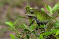 Green Barking treefrog