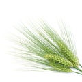 Green barley