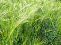Green barley blowing in the wind