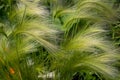 Green barley in the clearing. Hordeum jubatum