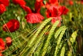 green barley crop ears or heads in closup view with red poppy