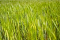 Green barley crop field background in Spain