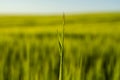 Green barley ear with a agricultural field on background, rural landscape. Green unripe cereals. The concept of Royalty Free Stock Photo