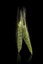 Green barley ear. Royalty Free Stock Photo