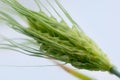 Green barley ear, close up Royalty Free Stock Photo