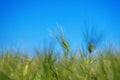 A green barley ear in a field under a blue sky Royalty Free Stock Photo