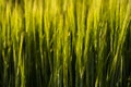 Green barley ear growing in agricultural field, rural landscape. Green unripe cereals. The concept of agriculture Royalty Free Stock Photo