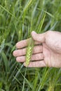 Green barley ear with long awn in male hand. A farmer enjoys barley harvest. Raw materials for brewing Royalty Free Stock Photo