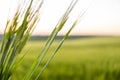 Green barley ear in a sunset. Agricultural field. Green unripe cereals. The concept of agriculture, healthy eating Royalty Free Stock Photo