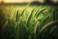 Young green barley on the field background. Barley agricultural field on background under sunlight in summer. generative AI